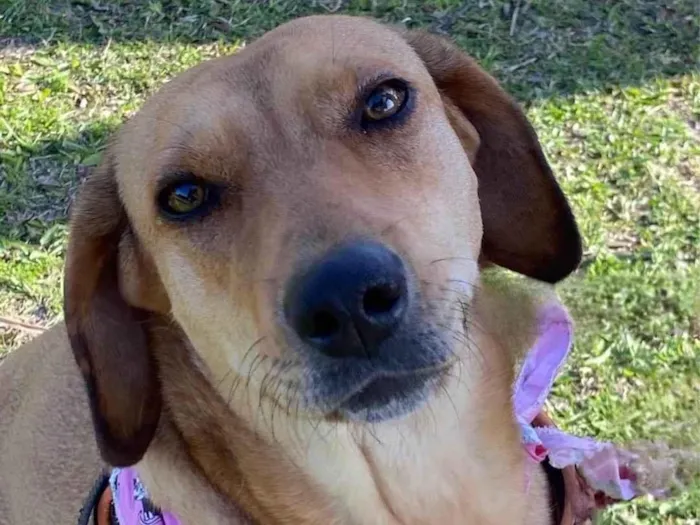 Cachorro ra a Sem Raça Definida idade 3 anos nome MEL