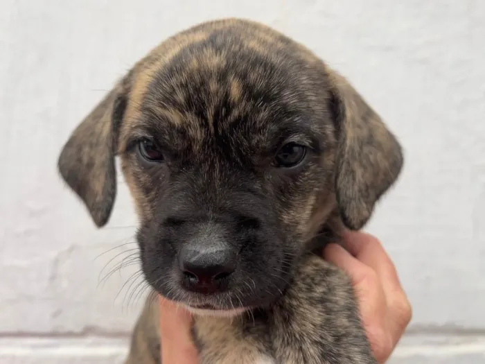 Cachorro ra a SRD idade Abaixo de 2 meses nome Sem Nome 