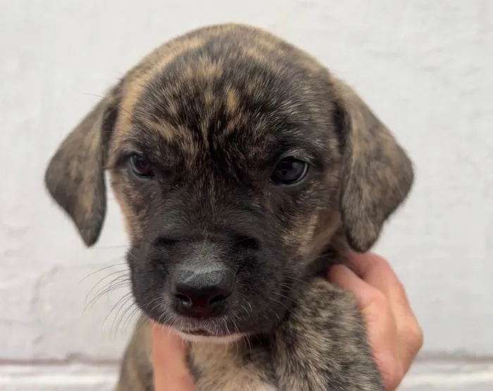 Cachorro ra a SRD idade Abaixo de 2 meses nome Sem Nome 