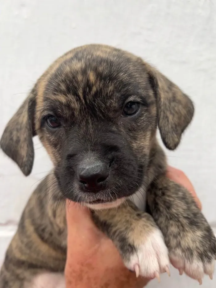 Cachorro ra a SRD idade Abaixo de 2 meses nome Sem Nome 