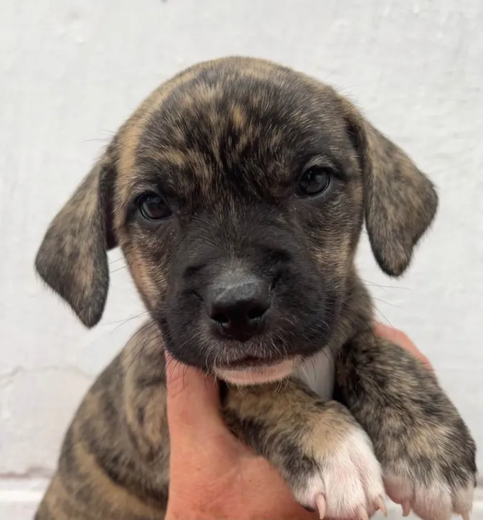 Cachorro ra a SRD idade Abaixo de 2 meses nome Sem Nome 