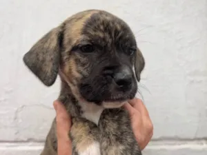 Cachorro raça SRD idade Abaixo de 2 meses nome Sem Nome 