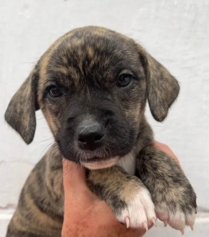 Cachorro ra a SRD idade Abaixo de 2 meses nome Sem Nome 