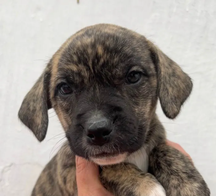 Cachorro ra a SRD idade Abaixo de 2 meses nome Sem Nome 