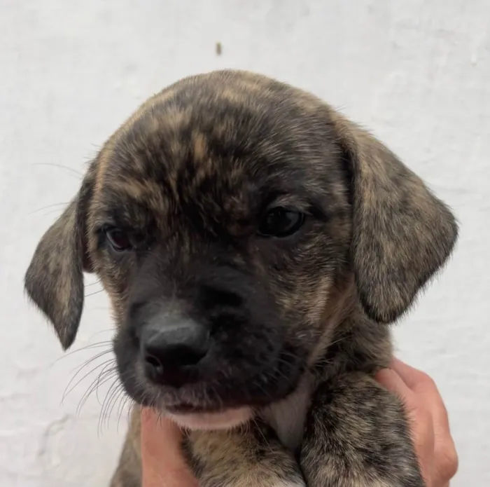 Cachorro ra a SRD idade Abaixo de 2 meses nome Sem Nome 