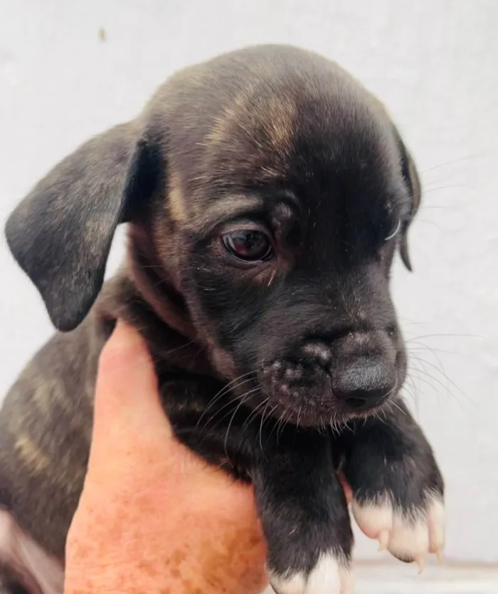 Cachorro raça SRD  idade Abaixo de 2 meses nome Sem Nome