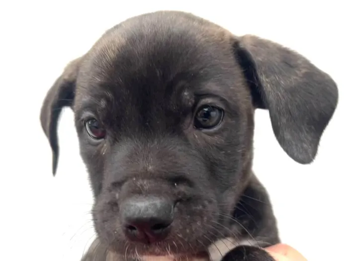 Cachorro raça SRD  idade Abaixo de 2 meses nome Sem Nome