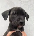 Cachorro raça SRD  idade Abaixo de 2 meses nome Sem Nome