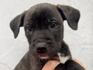 Cachorro raça SRD  idade Abaixo de 2 meses nome Sem Nome