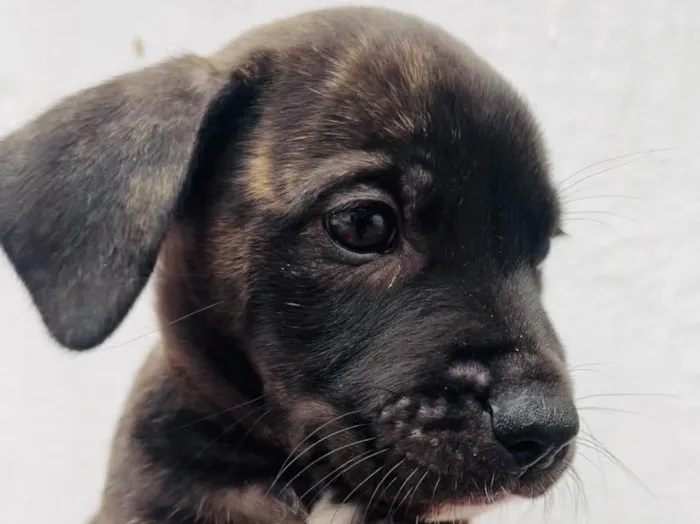 Cachorro raça SRD  idade Abaixo de 2 meses nome Sem Nome