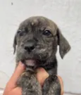 Cachorro raça SRD  idade Abaixo de 2 meses nome Sem Nome