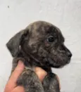 Cachorro raça SRD  idade Abaixo de 2 meses nome Sem Nome