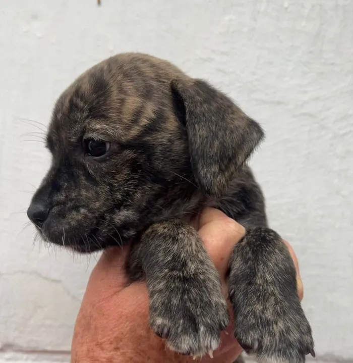 Cachorro raça SRD  idade Abaixo de 2 meses nome Sem Nome