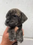 Cachorro raça SRD  idade Abaixo de 2 meses nome Sem Nome