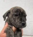 Cachorro raça SRD  idade Abaixo de 2 meses nome Sem Nome