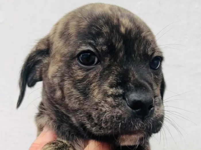 Cachorro raça SRD  idade Abaixo de 2 meses nome Sem Nome