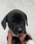 Cachorro raça SRD  idade Abaixo de 2 meses nome Sem Nome