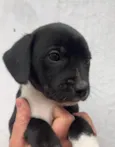 Cachorro raça SRD  idade Abaixo de 2 meses nome Sem Nome