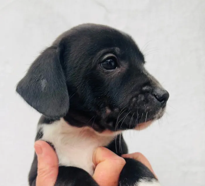 Cachorro raça SRD  idade Abaixo de 2 meses nome Sem Nome