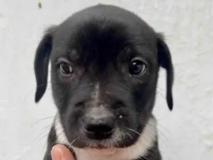 Cachorro raça SRD  idade Abaixo de 2 meses nome Sem Nome