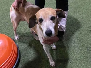 Cachorro raça SRD idade  nome ?