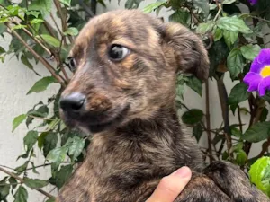 Cachorro raça SRD  idade 2 a 6 meses nome Sem Nome