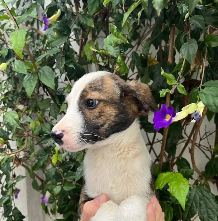 Cachorro raça SRD  idade 2 a 6 meses nome Sem Nome