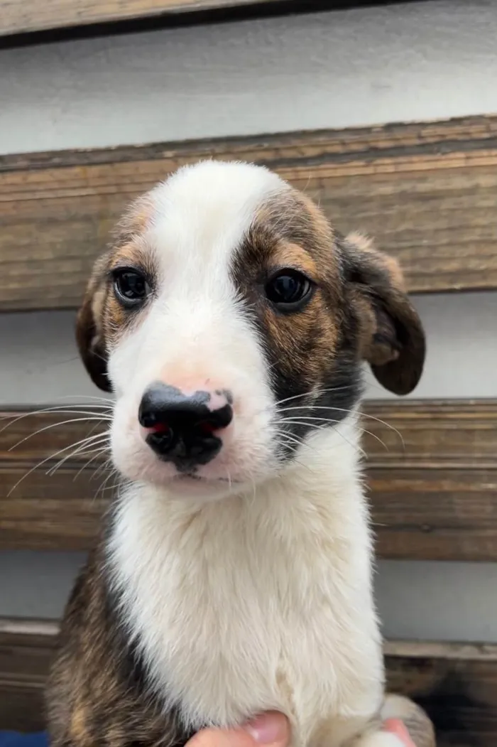 Cachorro raça SRD  idade 2 a 6 meses nome Sem Nome
