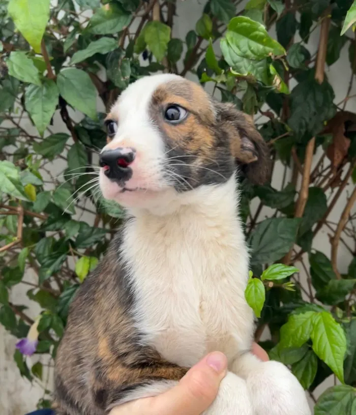Cachorro raça SRD  idade 2 a 6 meses nome Sem Nome