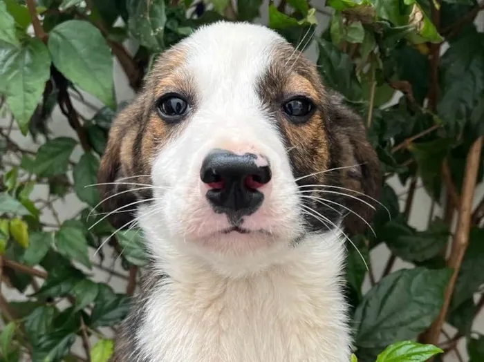 Cachorro raça SRD  idade 2 a 6 meses nome Sem Nome