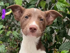 Cachorro raça SRD  idade 2 a 6 meses nome Sem Nome