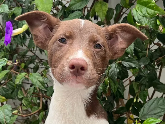 Cachorro raça SRD  idade 2 a 6 meses nome Sem Nome