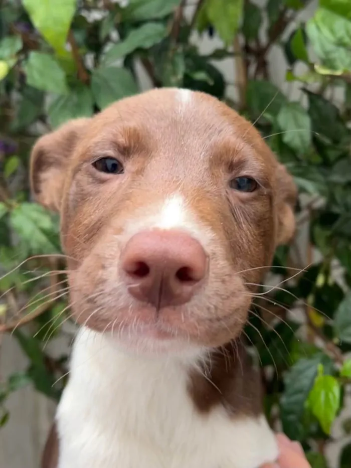 Cachorro raça SRD  idade 2 a 6 meses nome Sem Nome