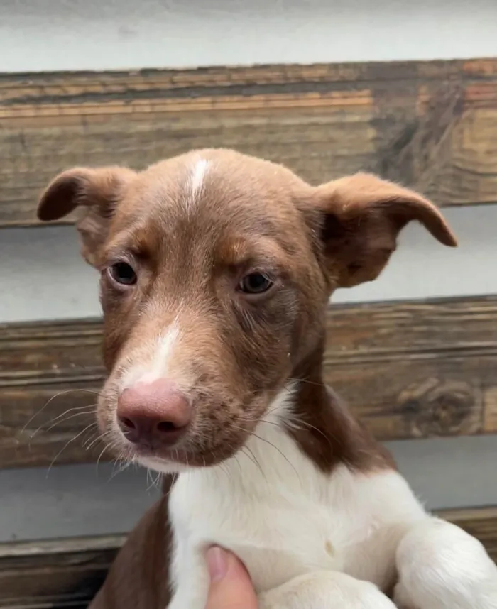 Cachorro raça SRD  idade 2 a 6 meses nome Sem Nome