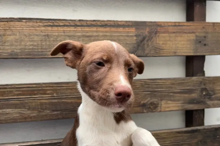 Cachorro raça SRD  idade 2 a 6 meses nome Sem Nome