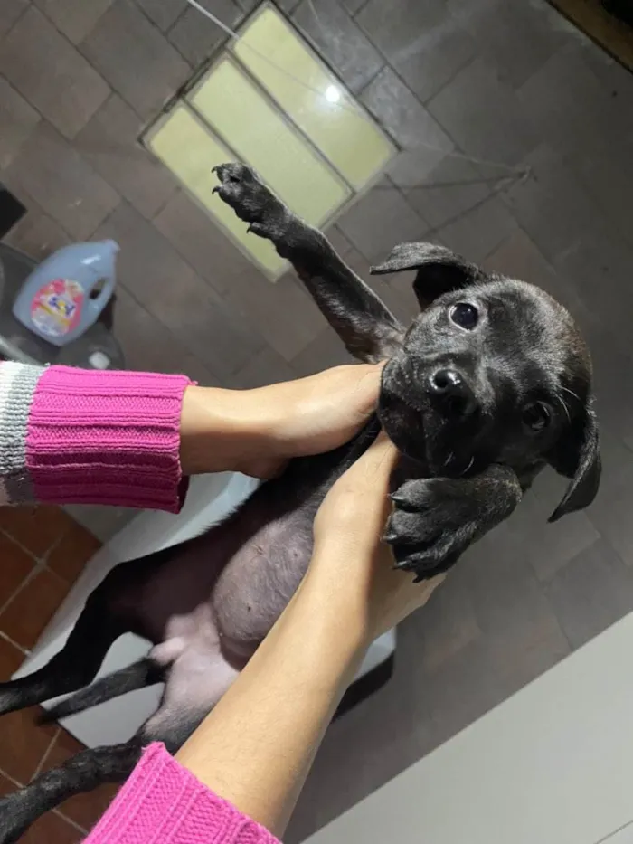 Cachorro ra a Não sei o certo.. idade 2 a 6 meses nome Filhotes