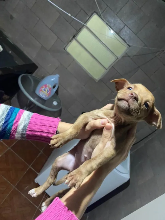 Cachorro ra a Não sei o certo.. idade 2 a 6 meses nome Filhotes