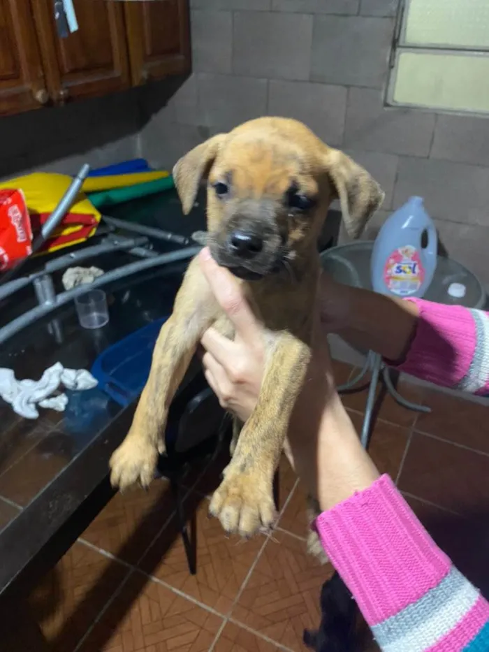 Cachorro ra a Não sei o certo.. idade 2 a 6 meses nome Filhotes