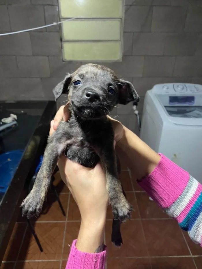 Cachorro ra a Não sei o certo.. idade 2 a 6 meses nome Filhotes