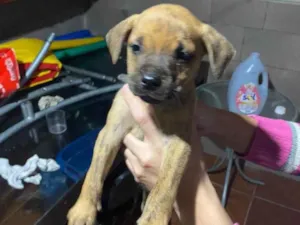 Cachorro raça Não sei o certo.. idade 2 a 6 meses nome Filhotes