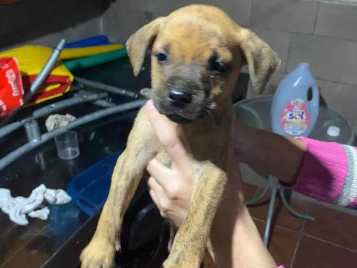 Cachorro ra a Não sei o certo.. idade 2 a 6 meses nome Filhotes