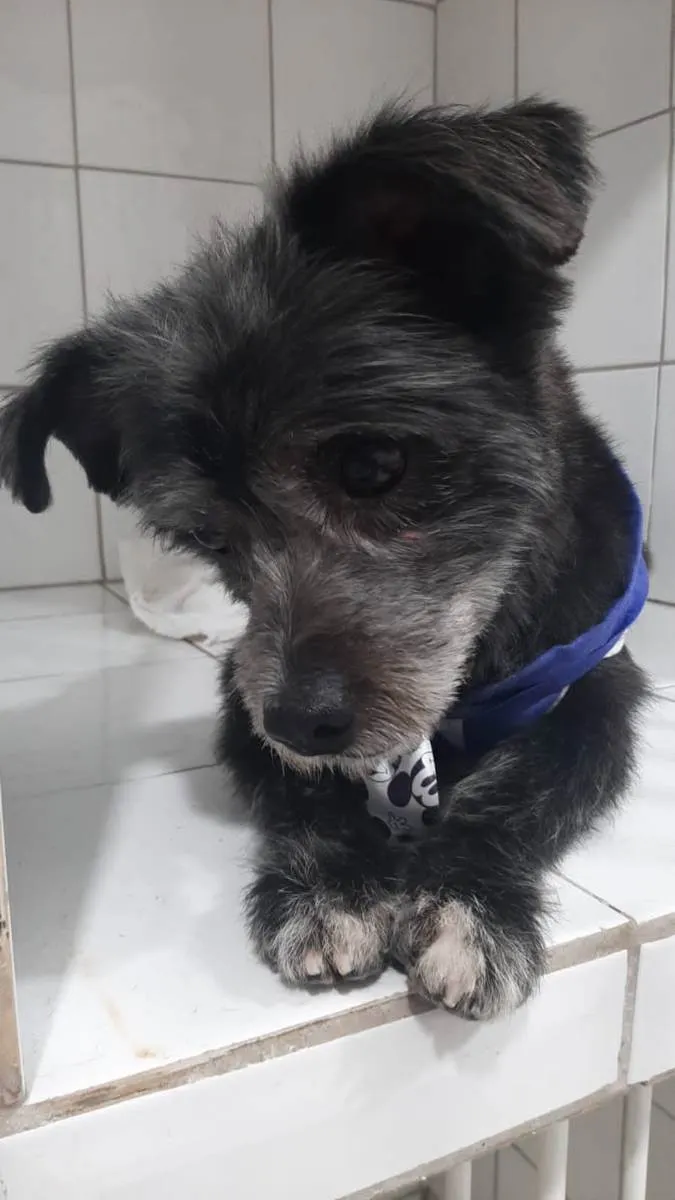 Cachorro ra a SRD idade 3 anos nome Faísca 