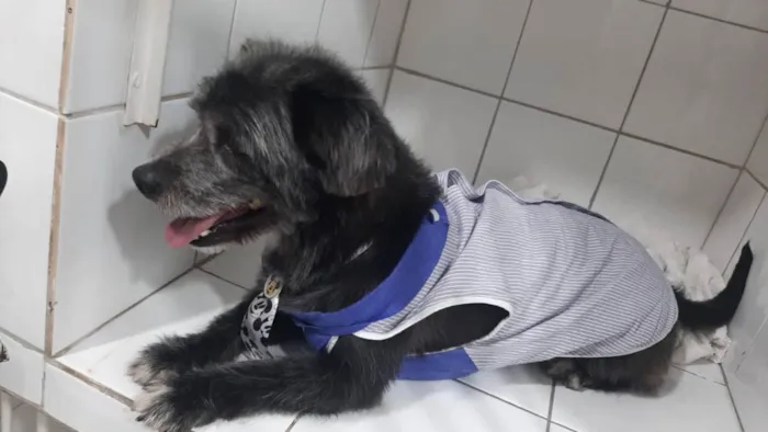 Cachorro ra a SRD idade 3 anos nome Faísca 