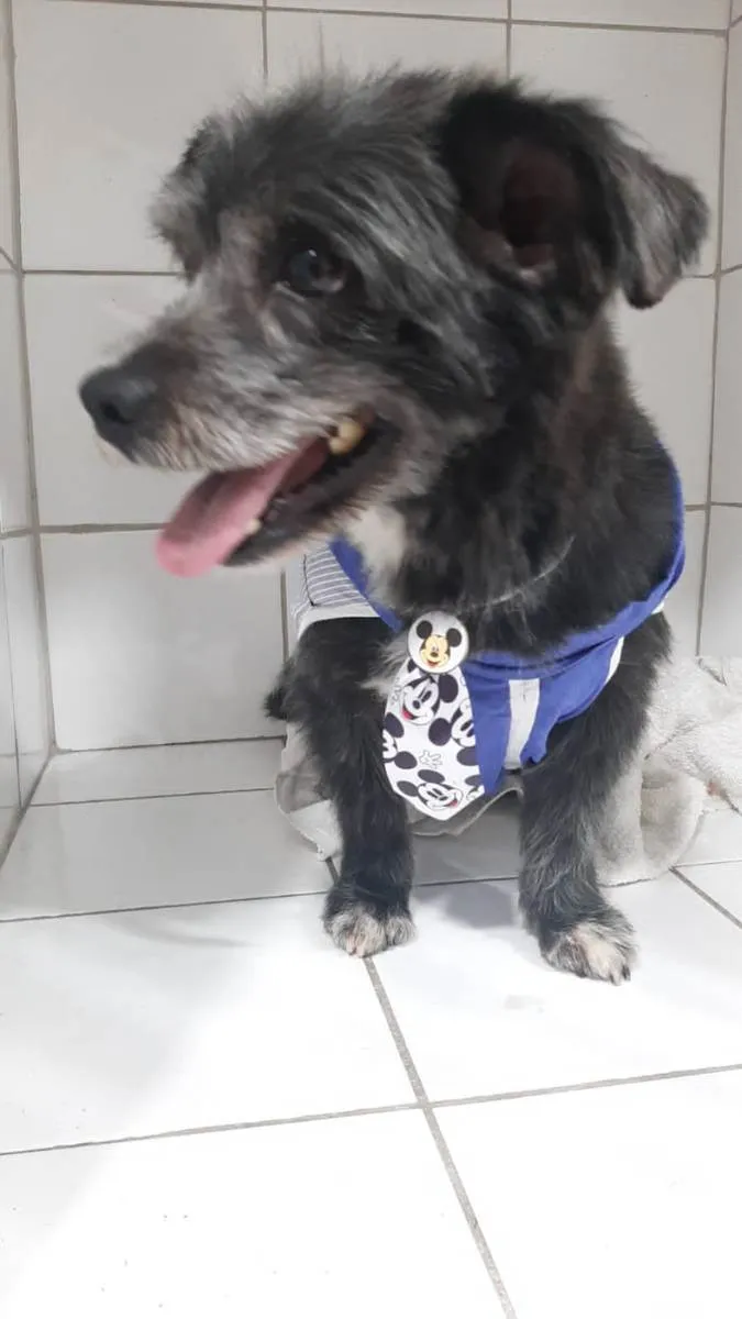 Cachorro ra a SRD idade 3 anos nome Faísca 