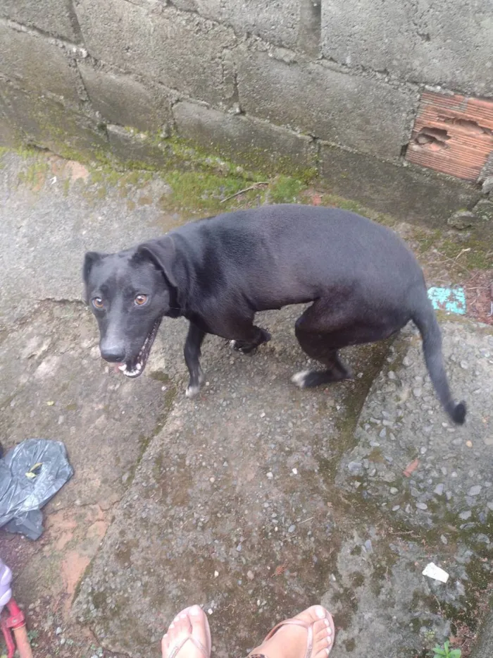 Cachorro ra a Labrador puro idade 7 a 11 meses nome Nina