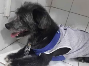 Cachorro raça SRD idade 3 anos nome Faísca 