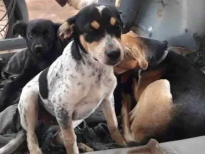 Cachorro raça SRD idade 1 ano nome 3 cãezinhos lindos