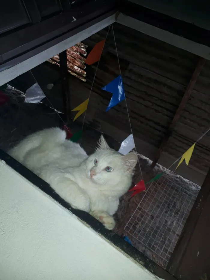 Gato raça Indefinida  idade 1 ano nome Lion 