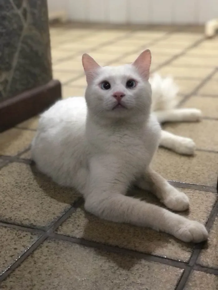 Gato raça Indefinida  idade 1 ano nome Lion 