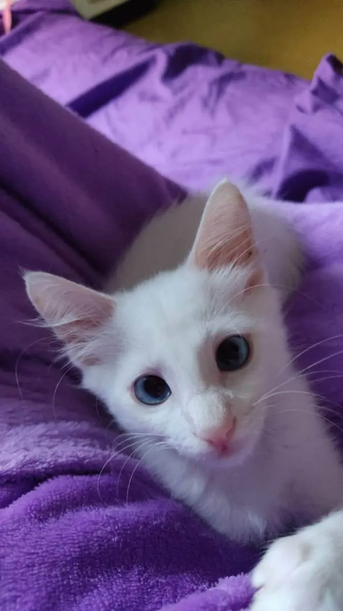 Gato raça Indefinida  idade 1 ano nome Lion 